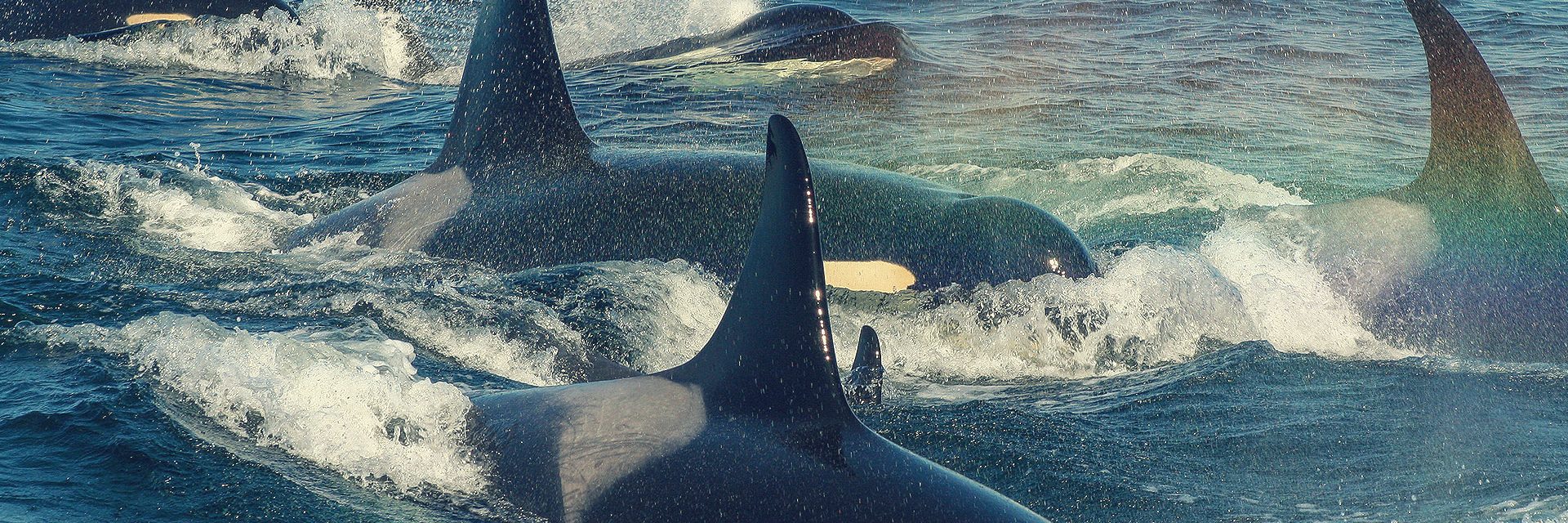 Orcas in the wild