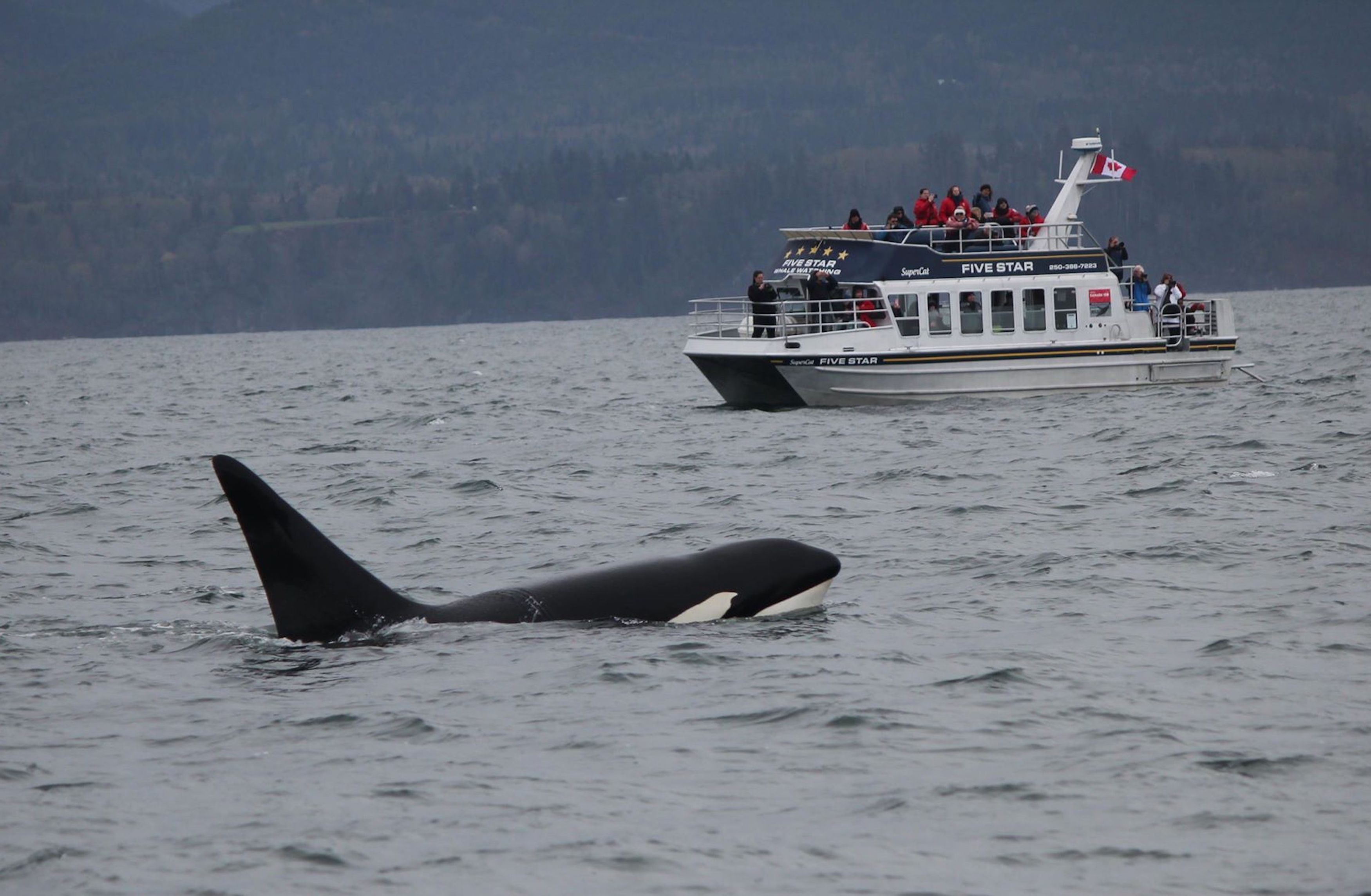 Five Star Whale Watching - Attractions Victoria