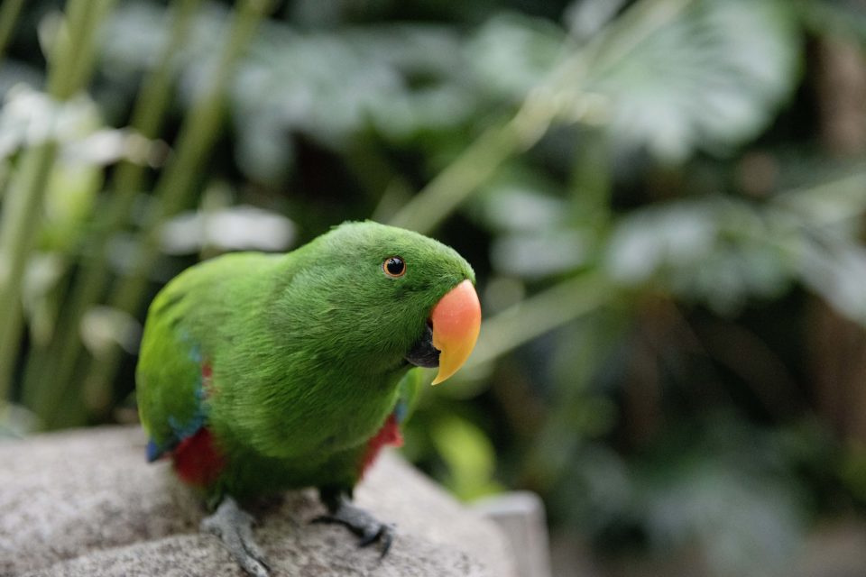 Parrot at the Victoria Butterfly Gardens